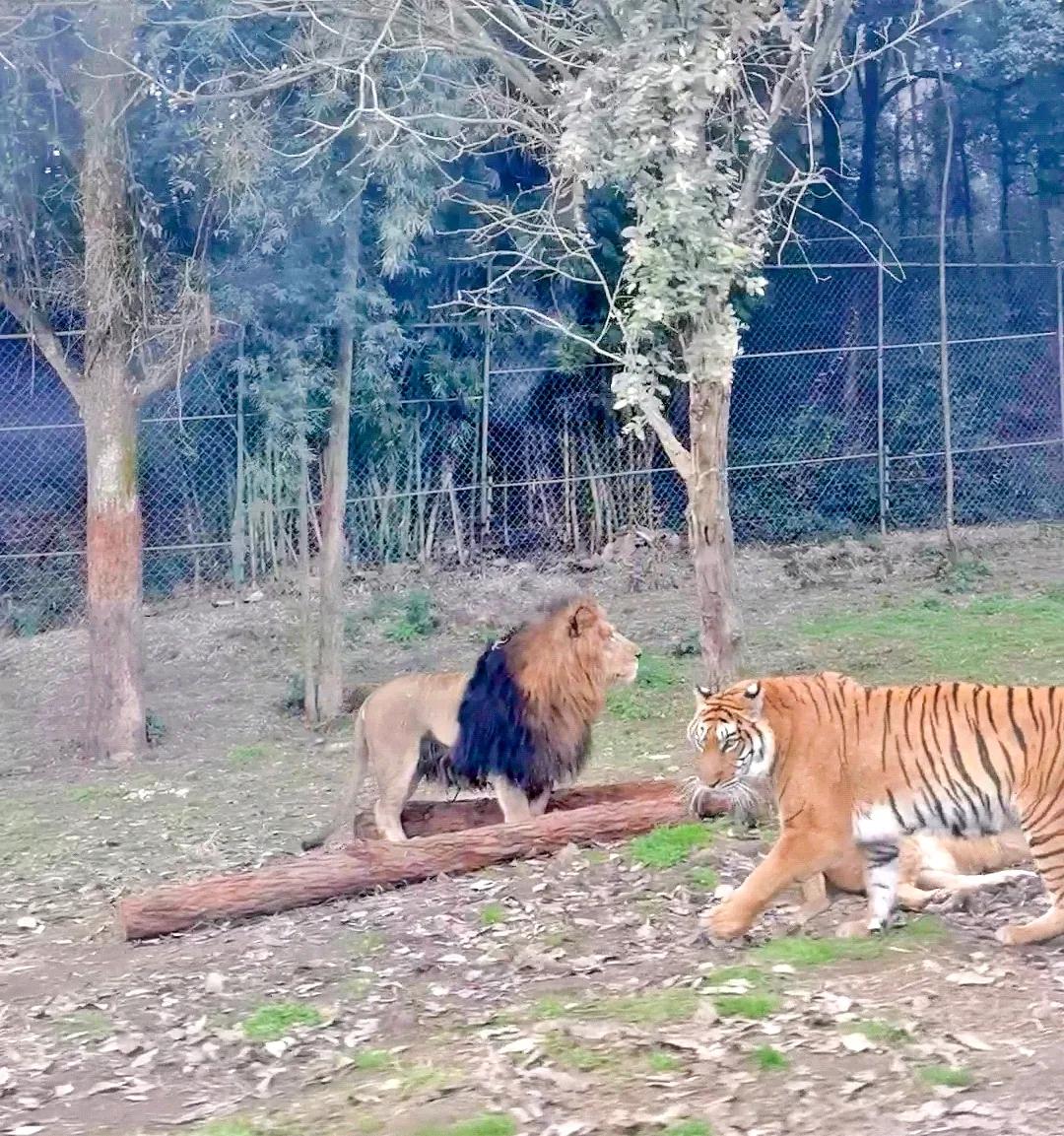 乐活乐都动物园游玩攻略,重庆动物园旅游攻略三日游