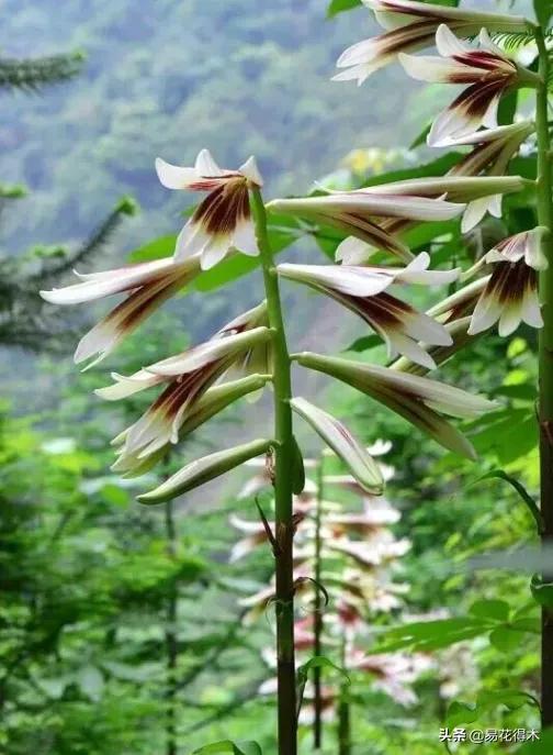 不可思议！高达两米壮观美丽的“百合王子”——大百合