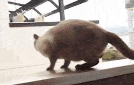 猫界的二哈是哪种猫,被大多数网友称为猫中二哈