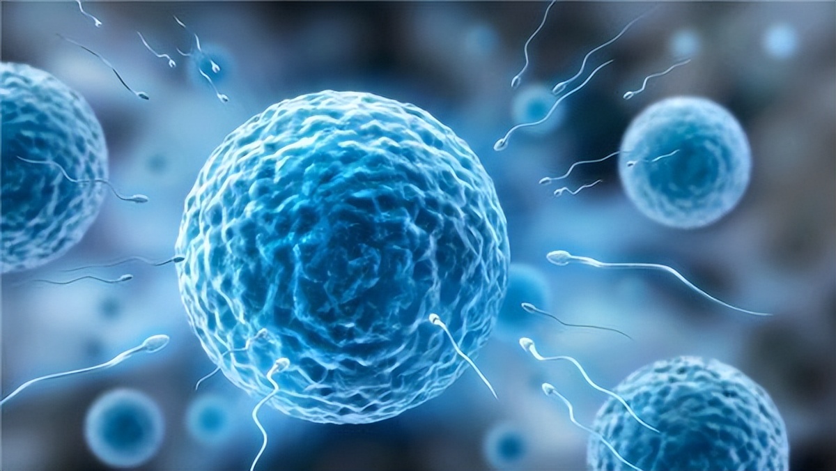 精子的制造过程要多久,人体精子是怎么制造的