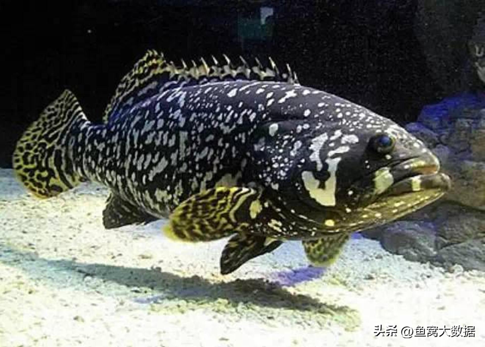 广东活溪石斑鱼多少钱一斤,湛江石斑鱼多少钱一斤