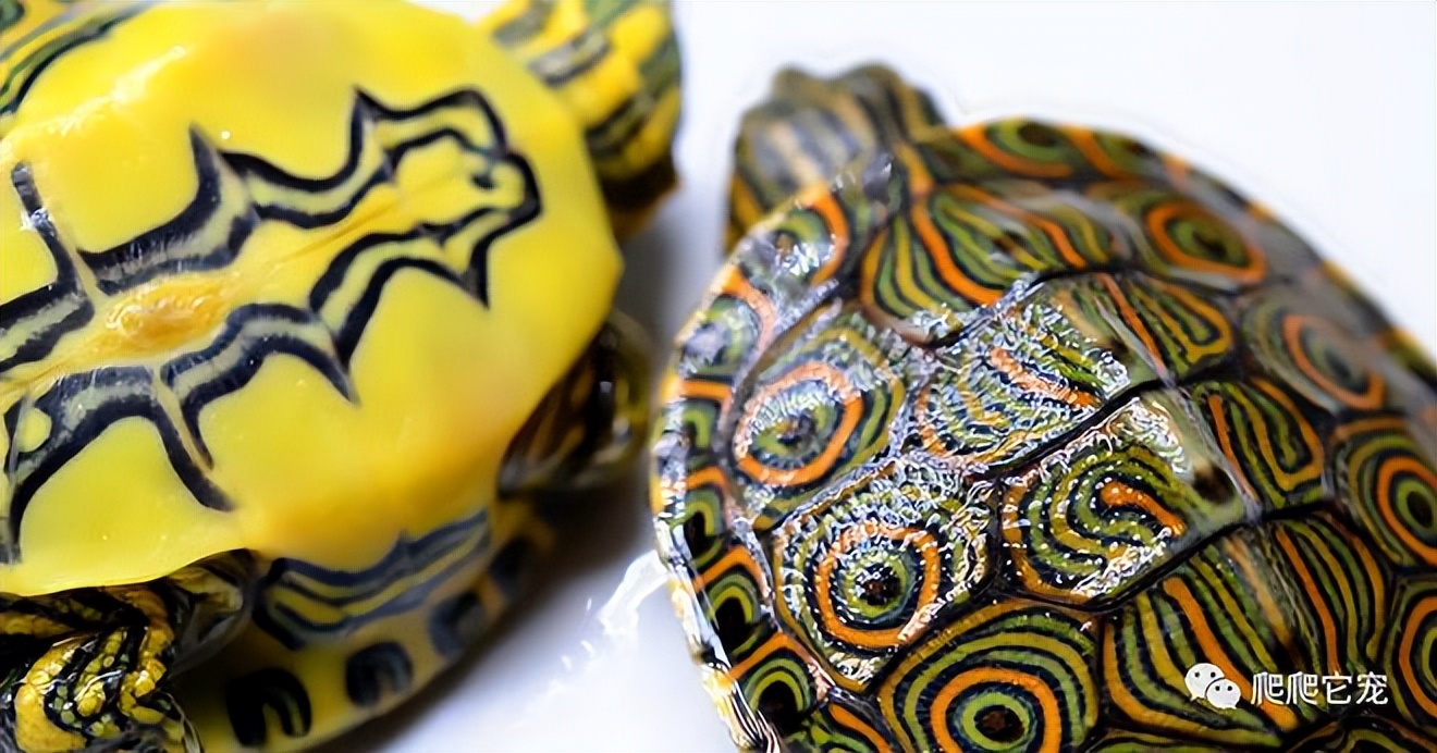 科普识龟十大最好养的龟类,龟类品种大全黑山龟
