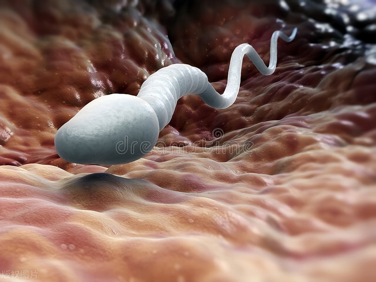 精子进入人体1小时变化,精子进入人体24小时变化