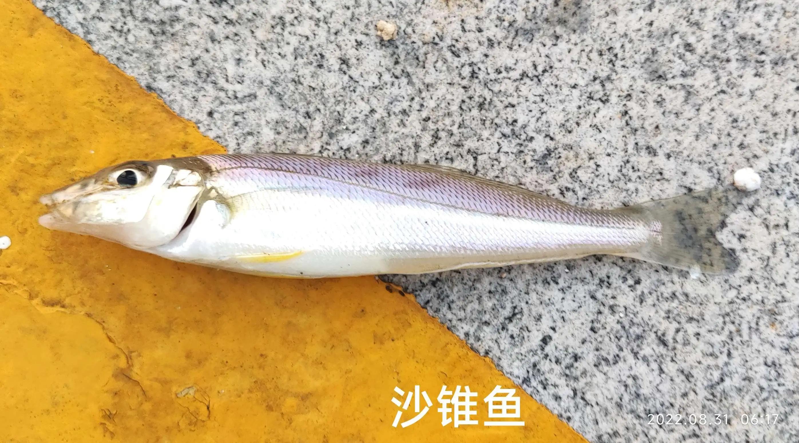 20种常见海鱼,十大常见野生海鱼