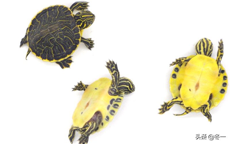 新手养龟的基本知识,入门养龟用什么龟缸