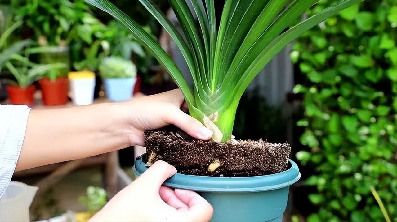 君子兰的叶片长得越来越短,君子兰叶子越来越窄怎么处理