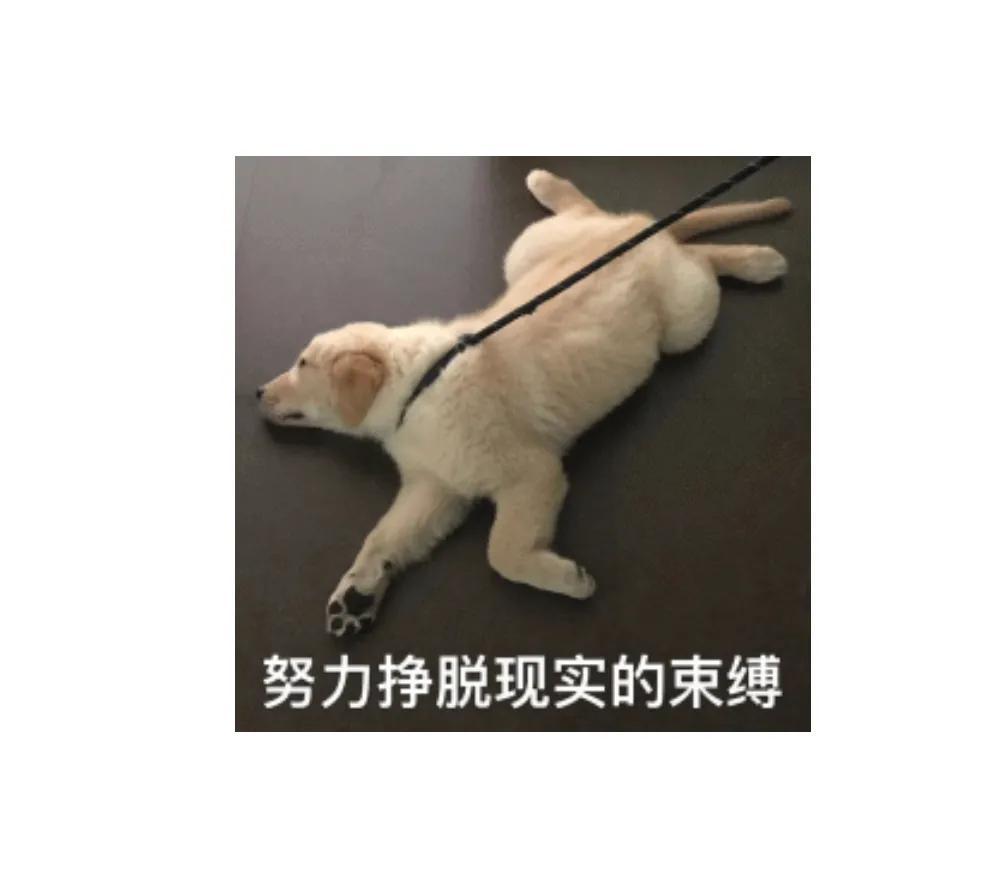 女生做程序员真实感受,什么样的女生适合做程序员