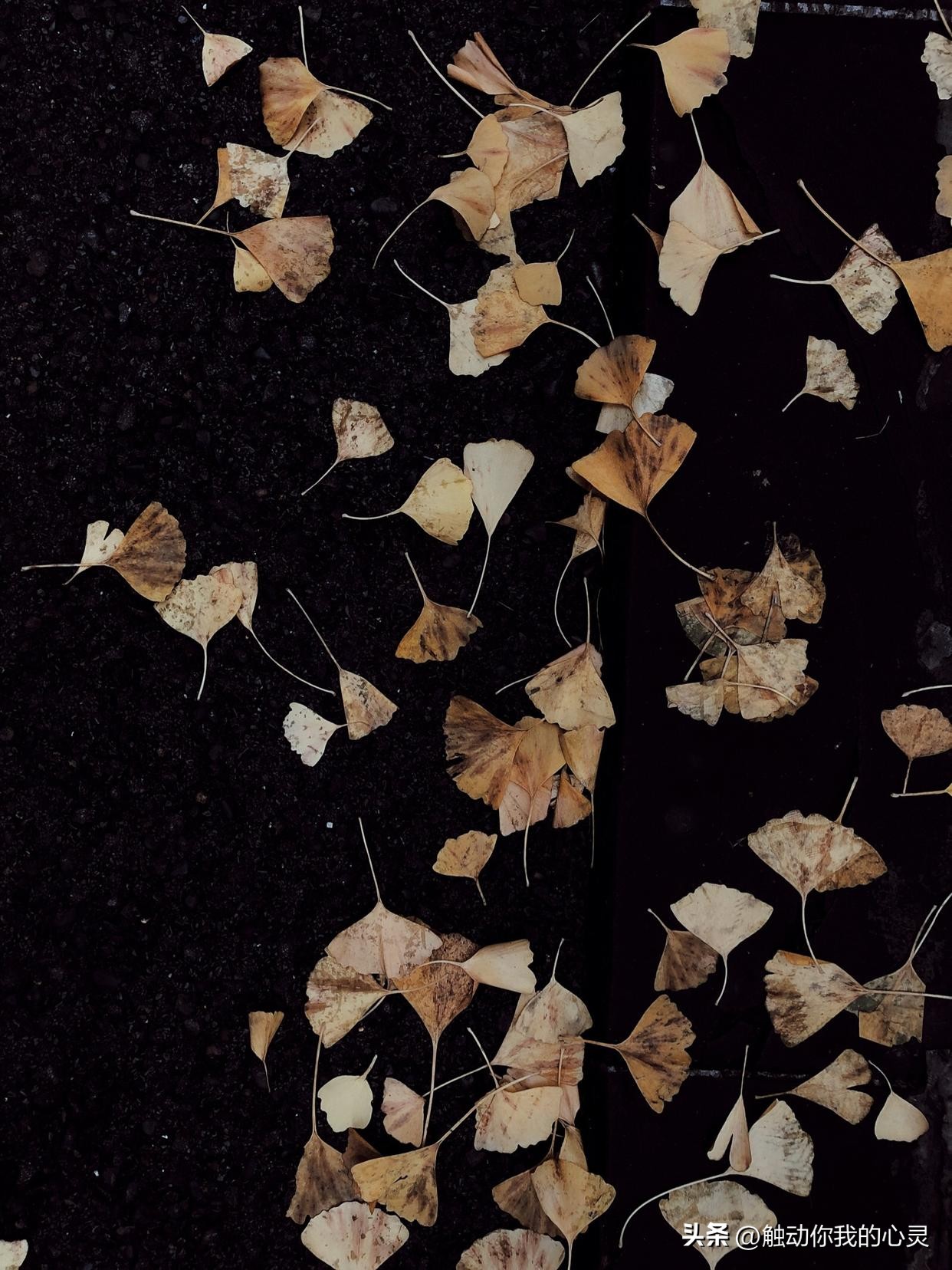 很烦很累的心情说说,高中生不听话很累很烦的说说