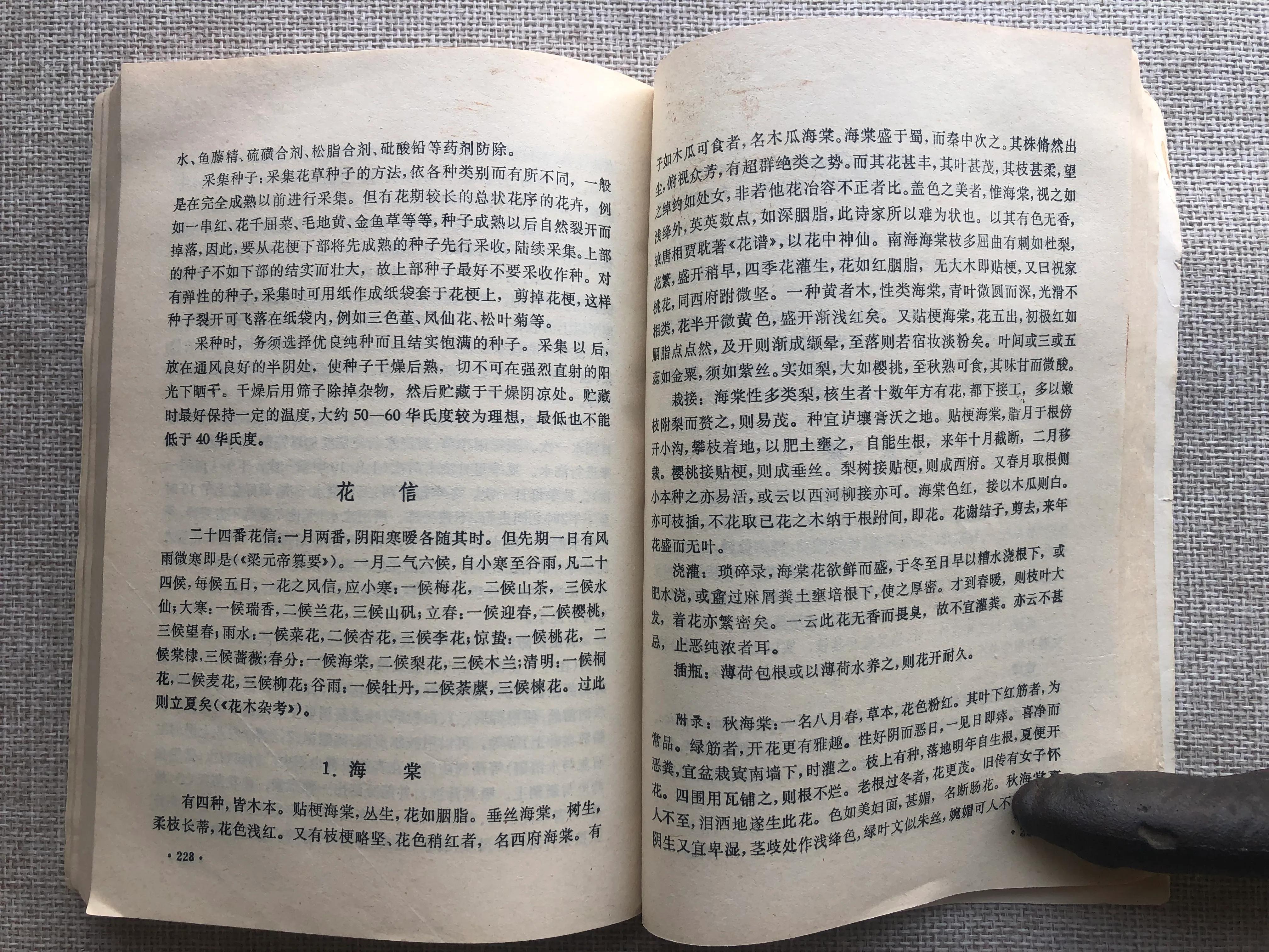 海棠四品怎么样,海棠四品指的是什么