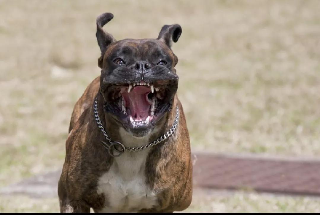 路上遇到恶犬自救方法,路上遇到恶犬怎么自救