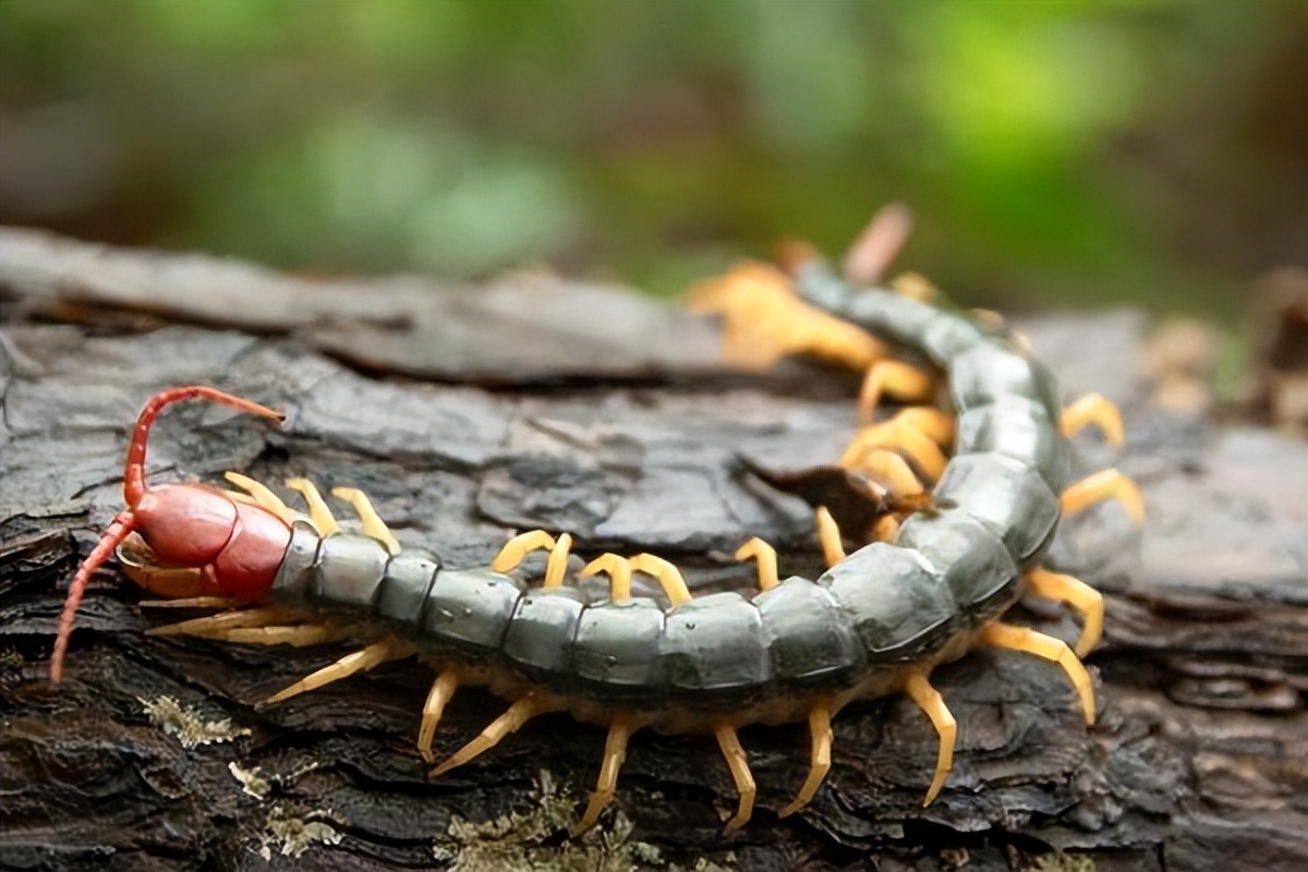 为什么五毒之一蜈蚣却毒不死公鸡,为什么五毒之一的蜈蚣不死大公鸡