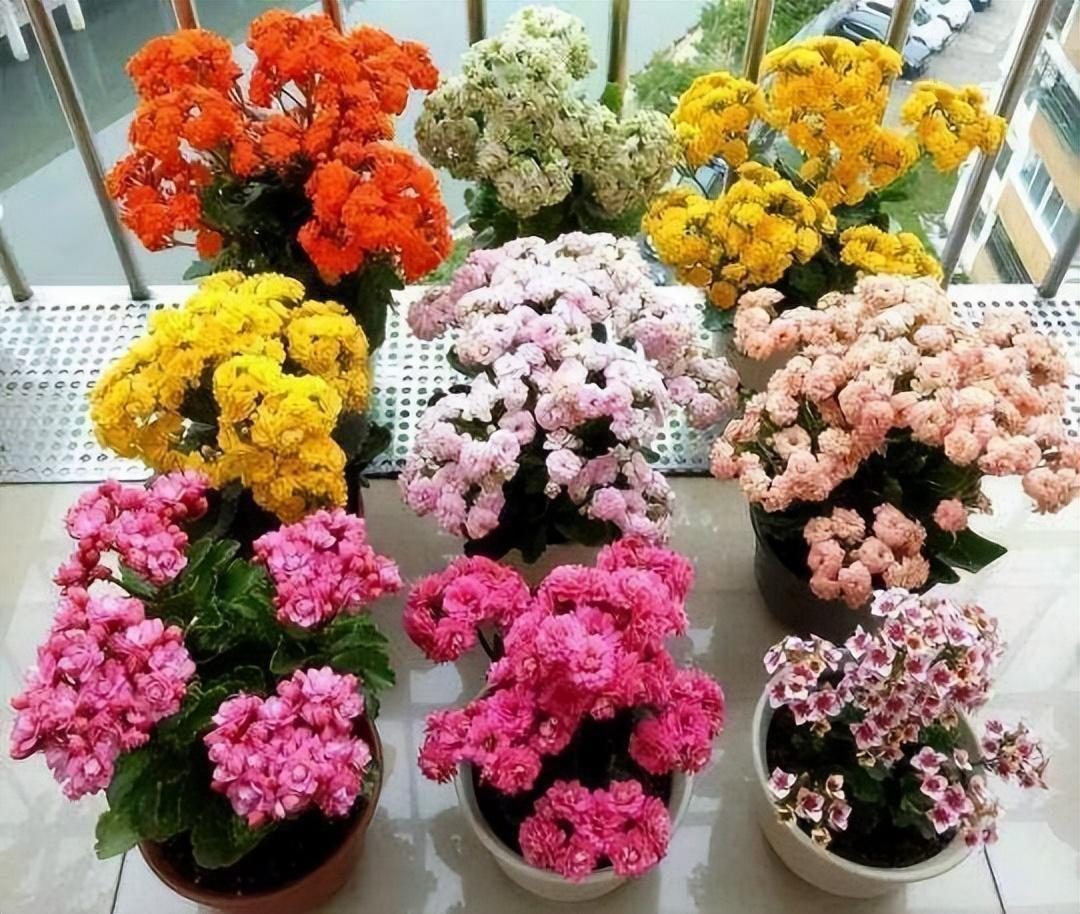 摆在家里最旺的十种花,什么花摆放卧室好养又好看