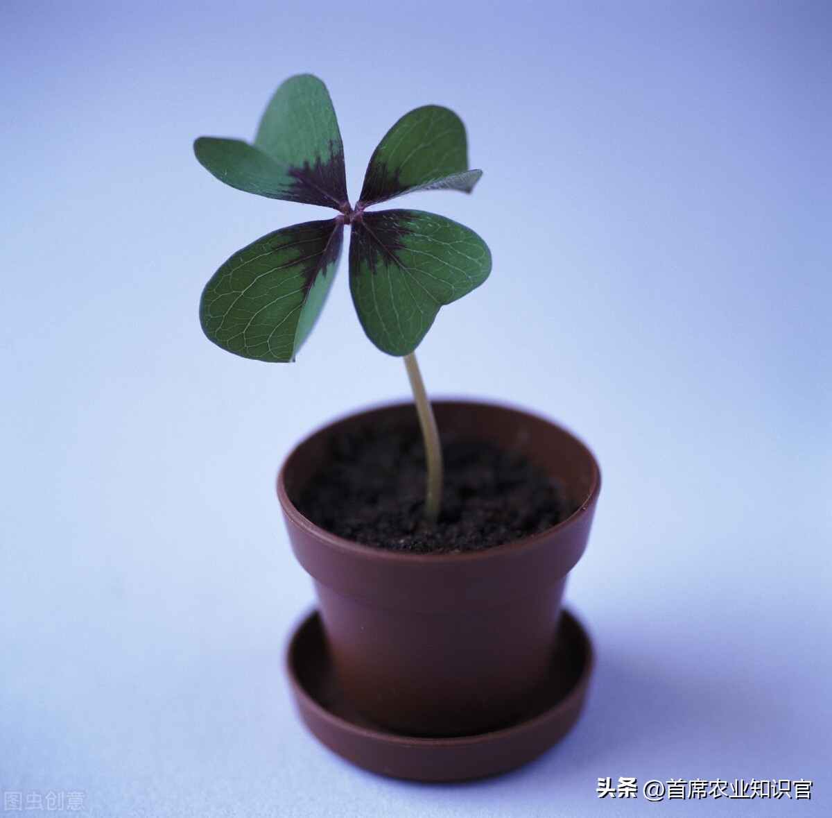 最新型的植物生长调节剂,植物生长调节剂行情