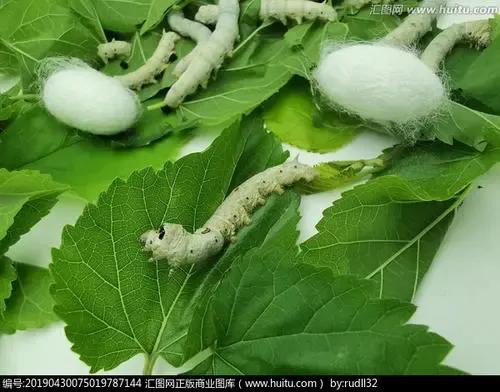 忆自然科技课养蚕