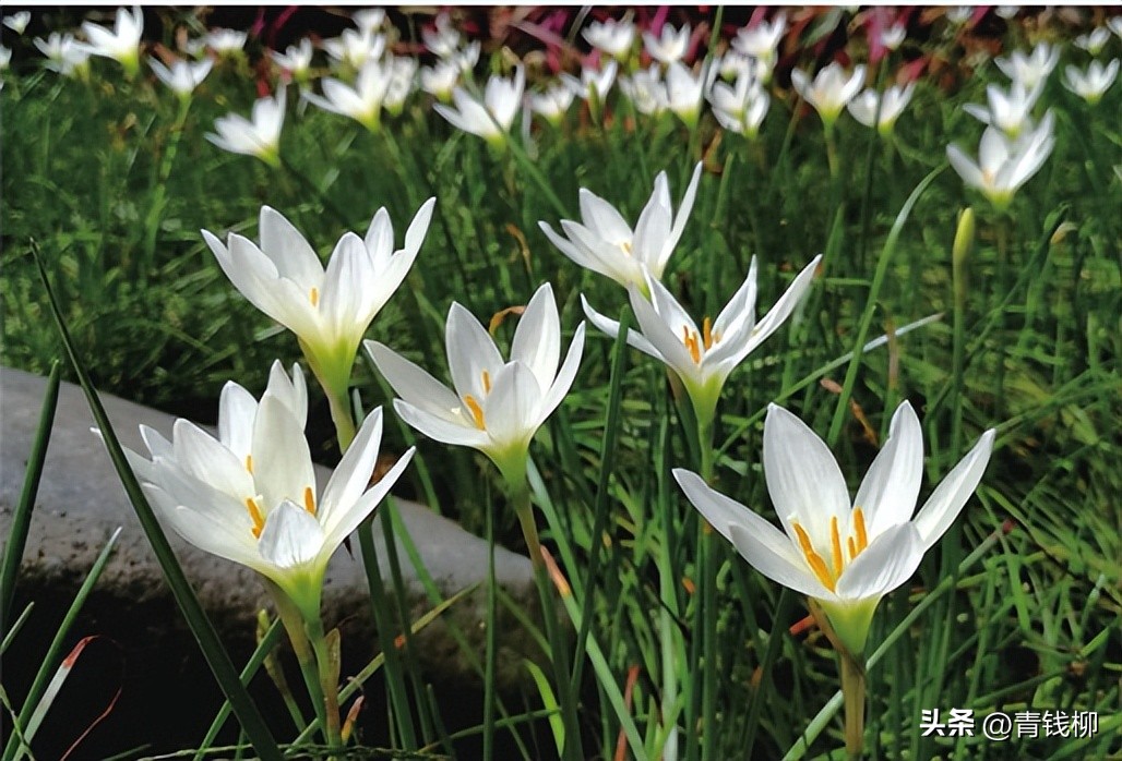 独家揭秘南国花城夏季四季惊艳