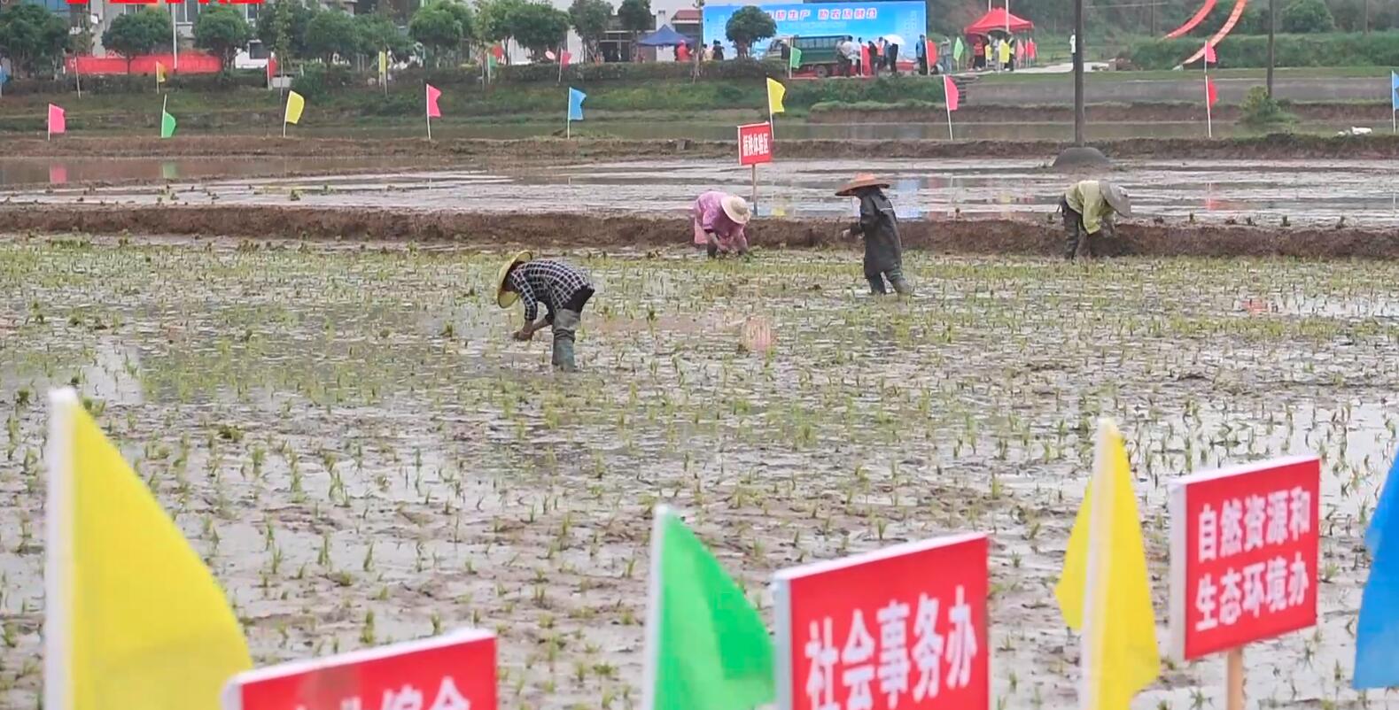 200名公务员下乡插秧两亩地,干部3天花49万插秧2亩助农