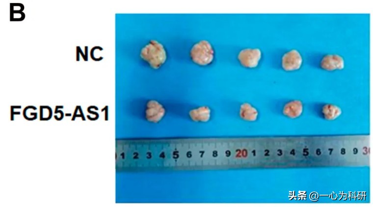 河南省人民医院论文,河南省人民医院发表论文质疑