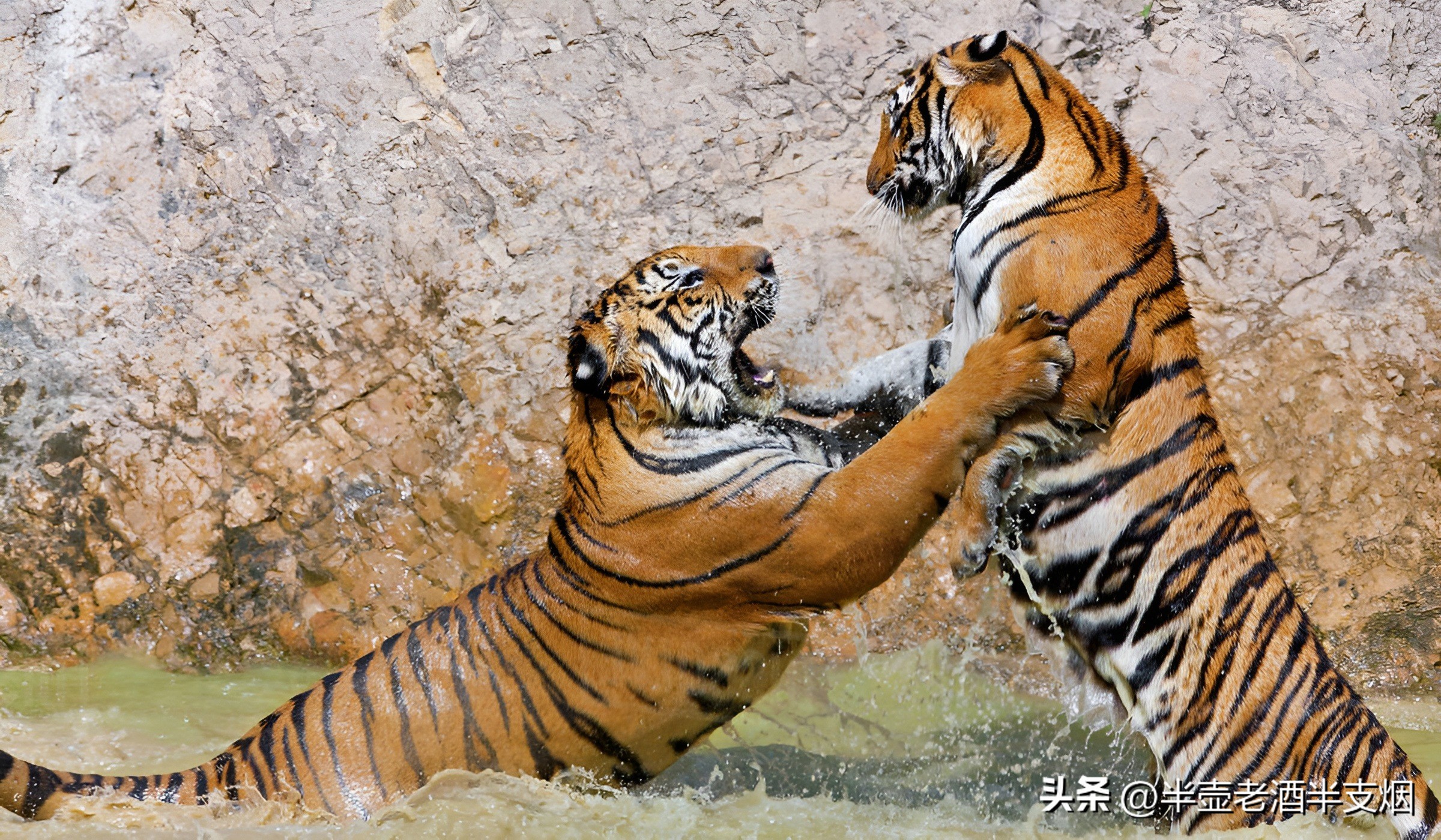 三国里面有哪些打虎英雄,三国五虎大将打虎事迹