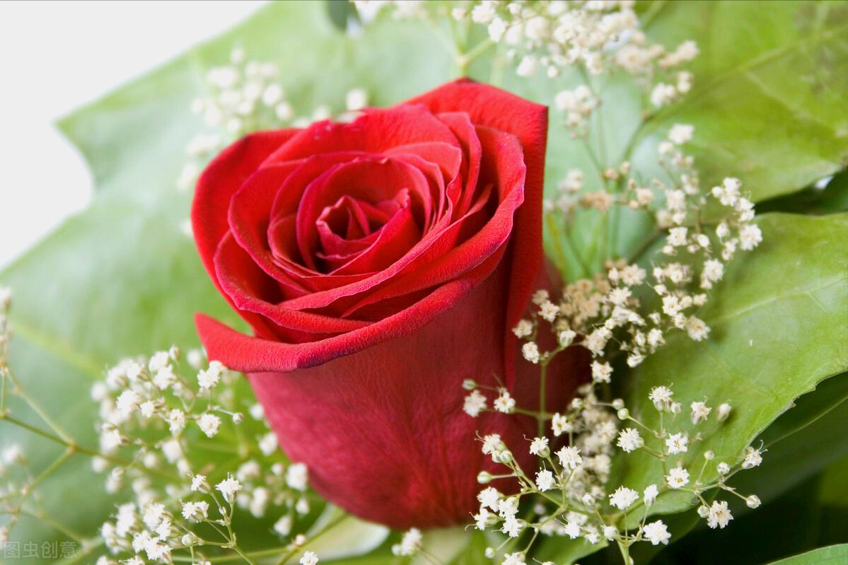 一花一深爱，花海美蓝天，花艳醉*光春**，花笑荡柔情，人间如仙境