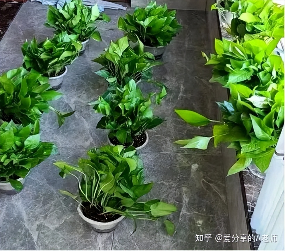 新房装修后最有效除甲醛方法,新房装修后有效的除甲醛方法