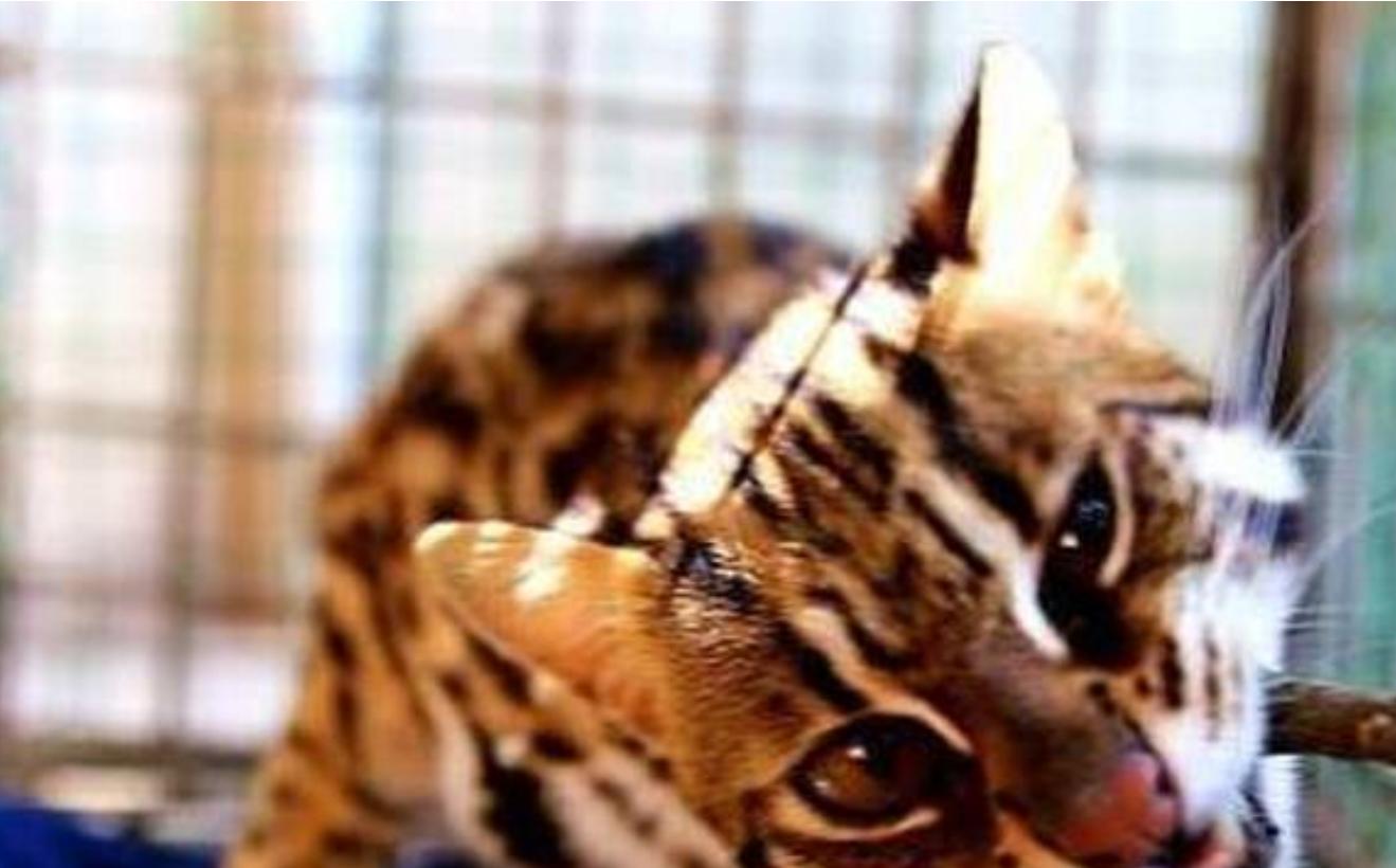 广东老太太捡了一只猫,广东老太上山捡了只小猫