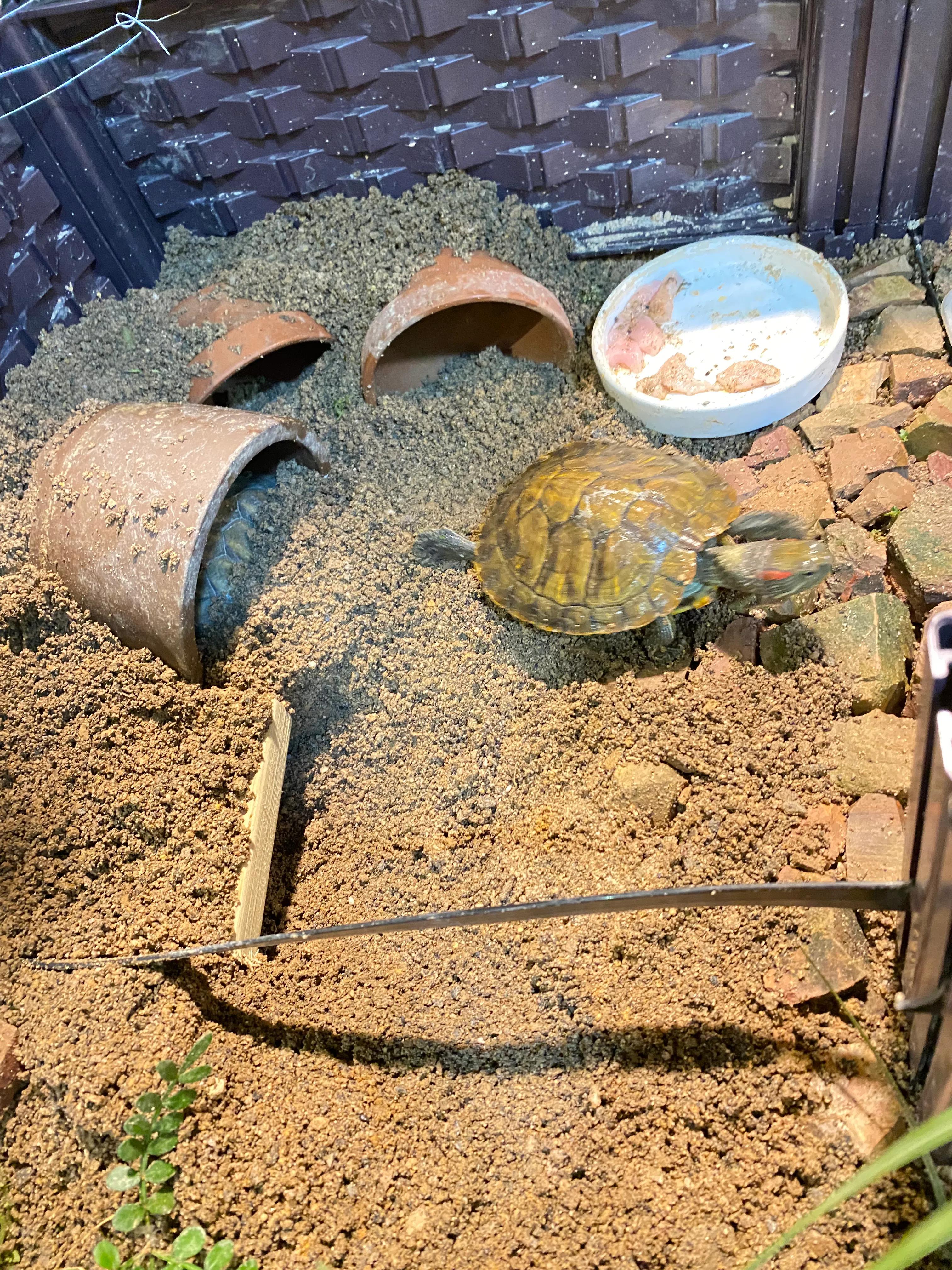 鱼池养金鱼的技巧和方法,小鱼缸养草金鱼的技巧和方法