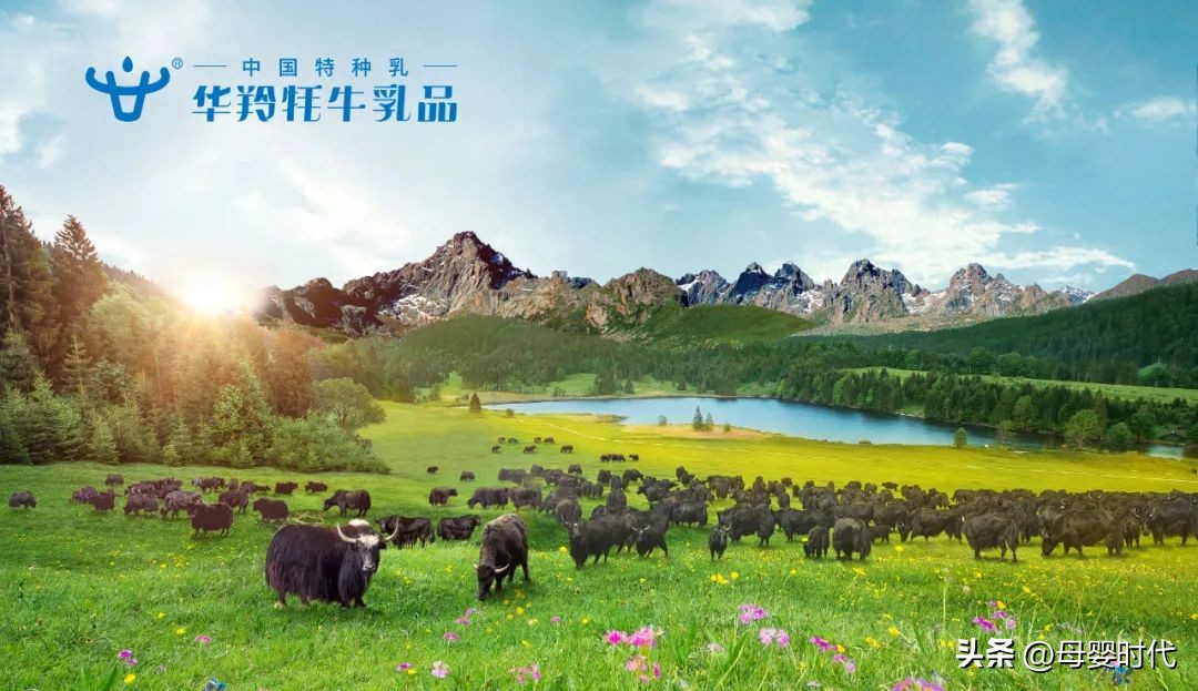 华羚牦牛配方奶粉好处,华羚牦牛奶粉的卖点