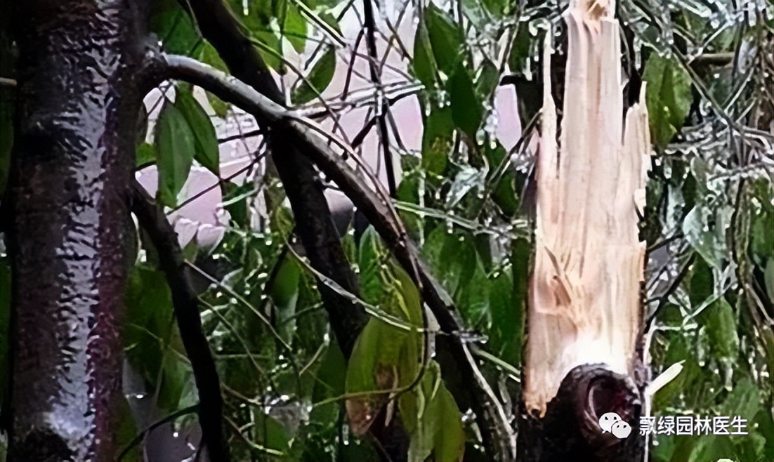 苗木受冻害了怎么补救,苗木叶子发黄冻害解决方法