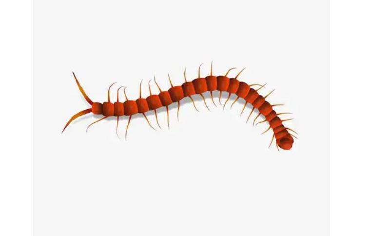 蜈蚣进家里怎么驱赶,家里有只蜈蚣怎么处理