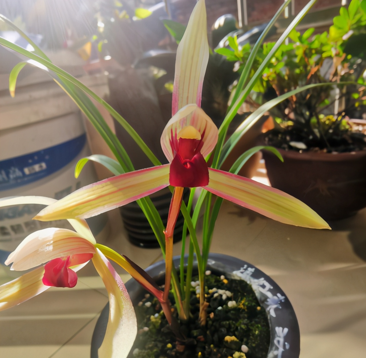 滇红素兰花新芽颜色,云南滇红兰