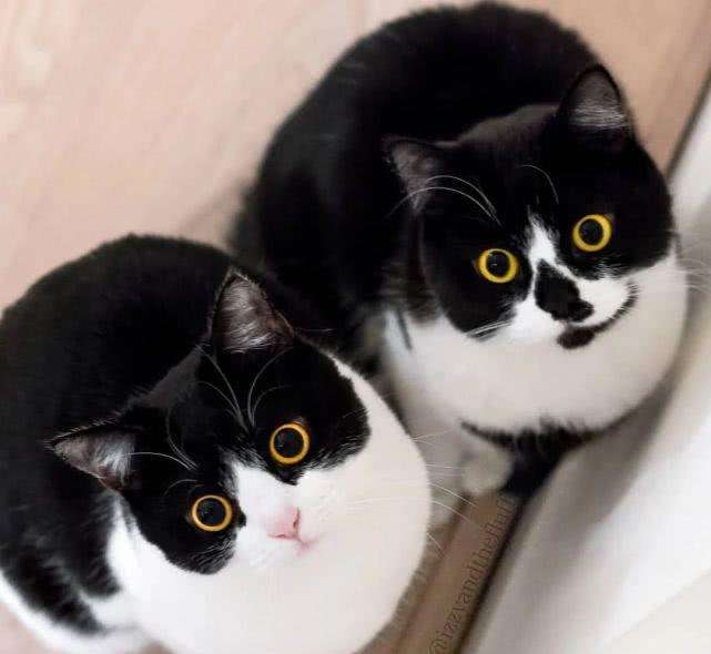 猫中二哈还真的与众不同,网友称为猫中二哈指的是什么猫