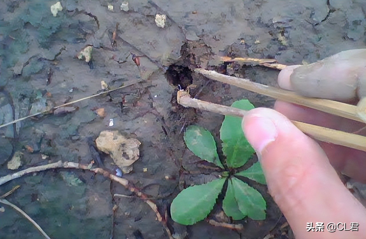 冬天知了猴多少钱一斤,知了猴多少元1斤