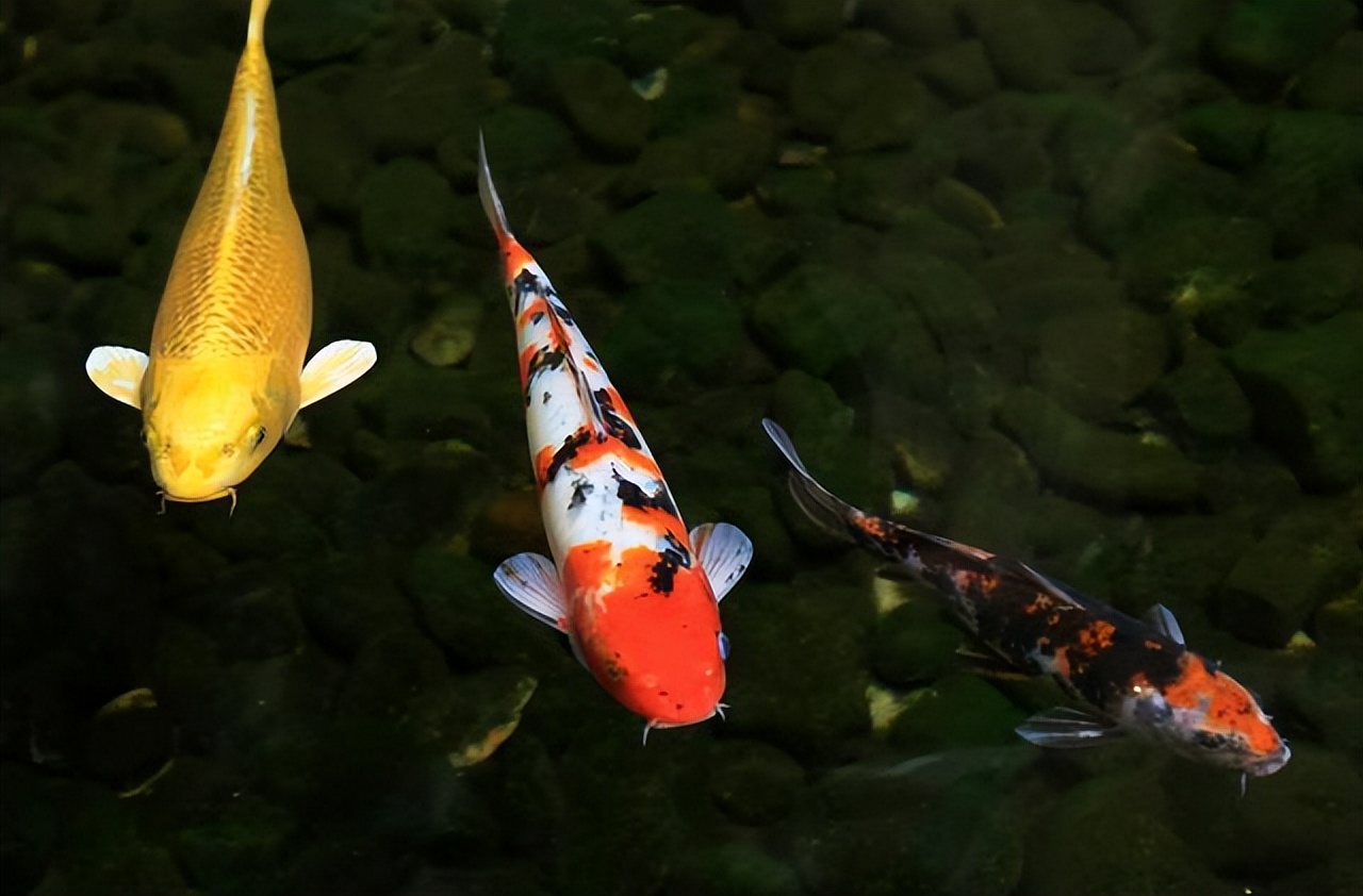 新手养锦鲤常见八大问题,锦鲤为什么不容易养