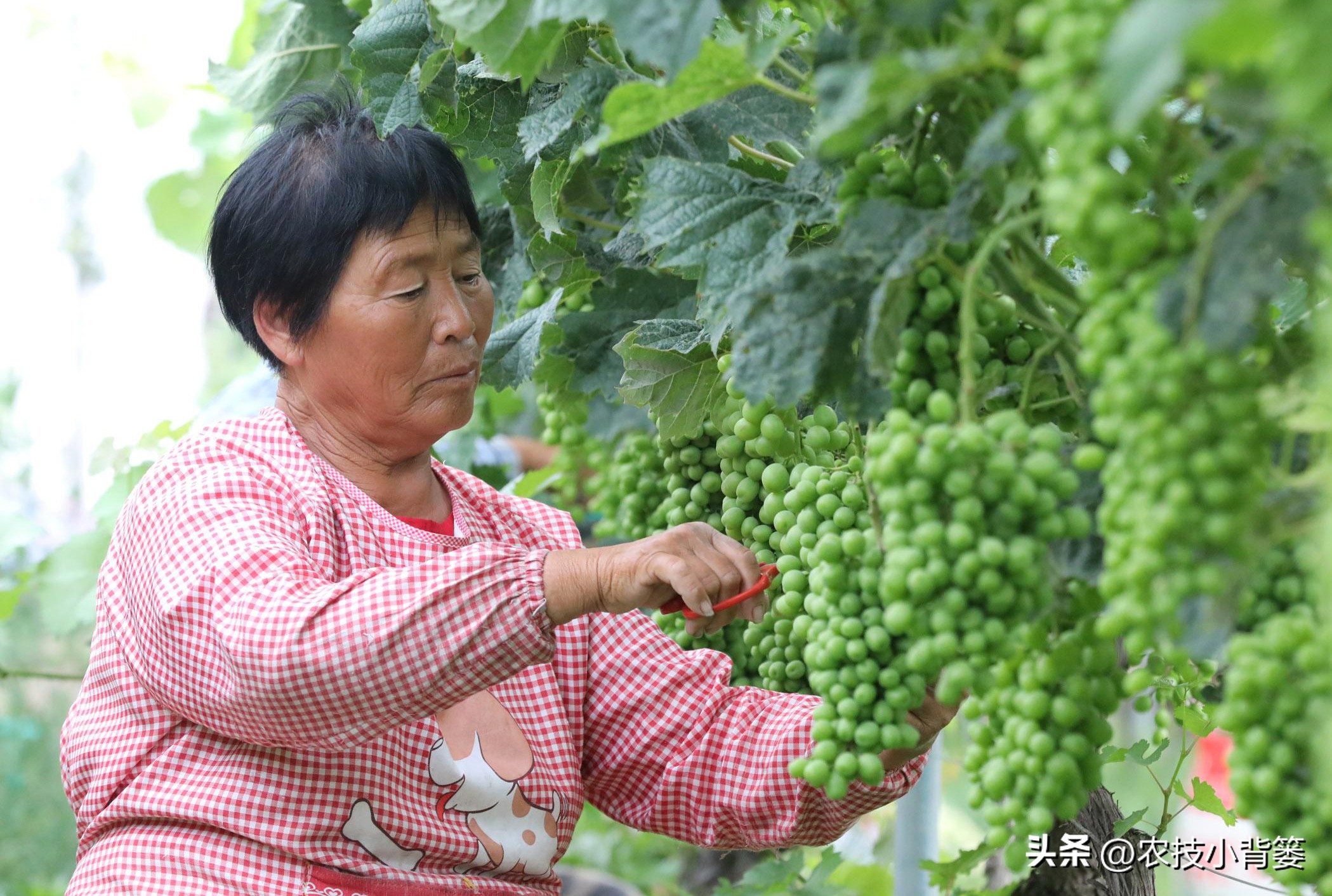 怎样解决葡萄大小不一的问题,解决葡萄发芽不整齐的问题