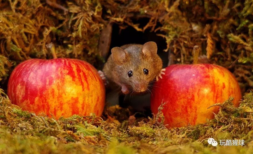 幸福的老鼠视频,幸福的老鼠原视频