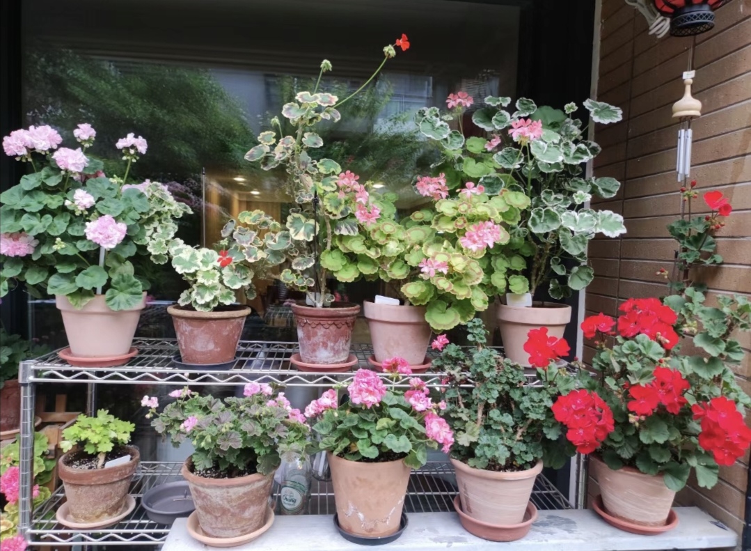 新手养花在店里买好还是网上买好,新手养花入门花种网购