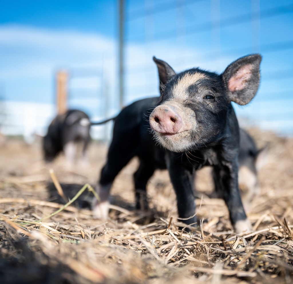 河北养殖黑猪前景怎么样,2021农村养殖黑猪行业前景