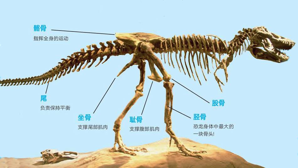 恐龙的骨架长什么样子,恐龙的内部器官结构图