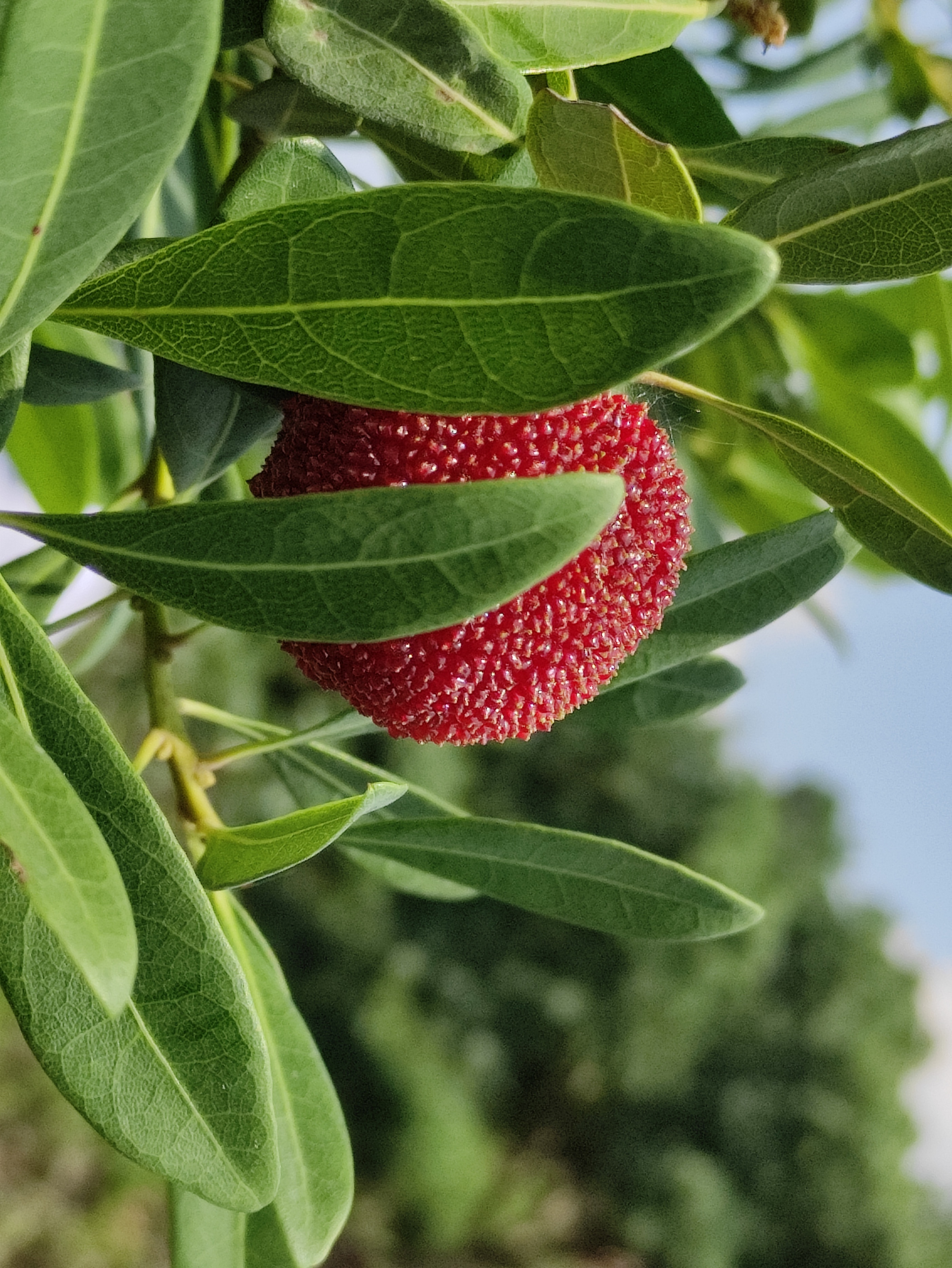 苏州东山杨梅几月份成熟,苏州东山杨梅还是西山杨梅好吃