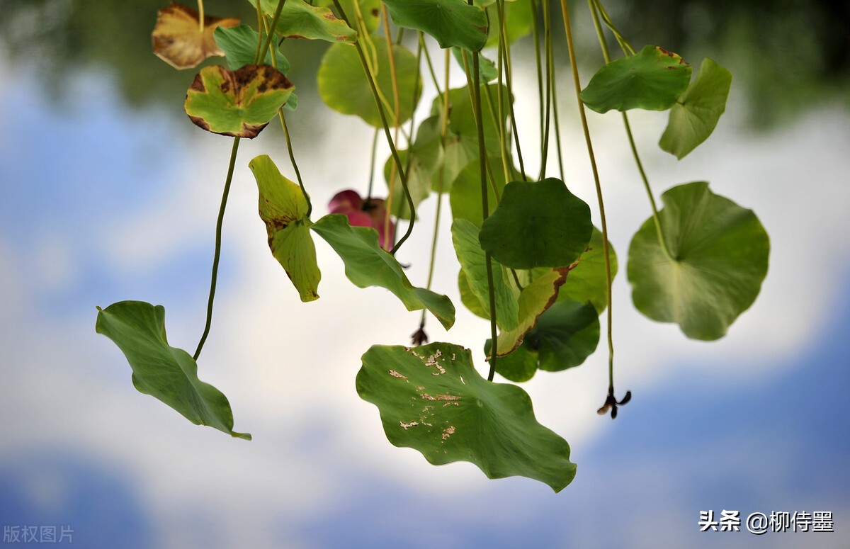 如何拍荷花才不俗,拍摄荷花忌讳