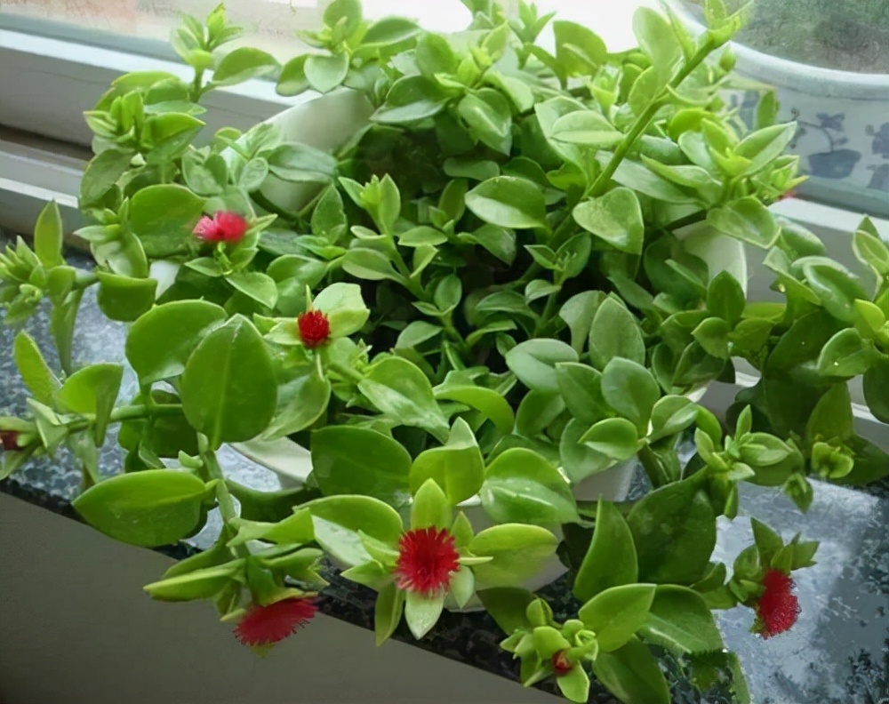 家里不能养的10种花,家里不能养的四种花