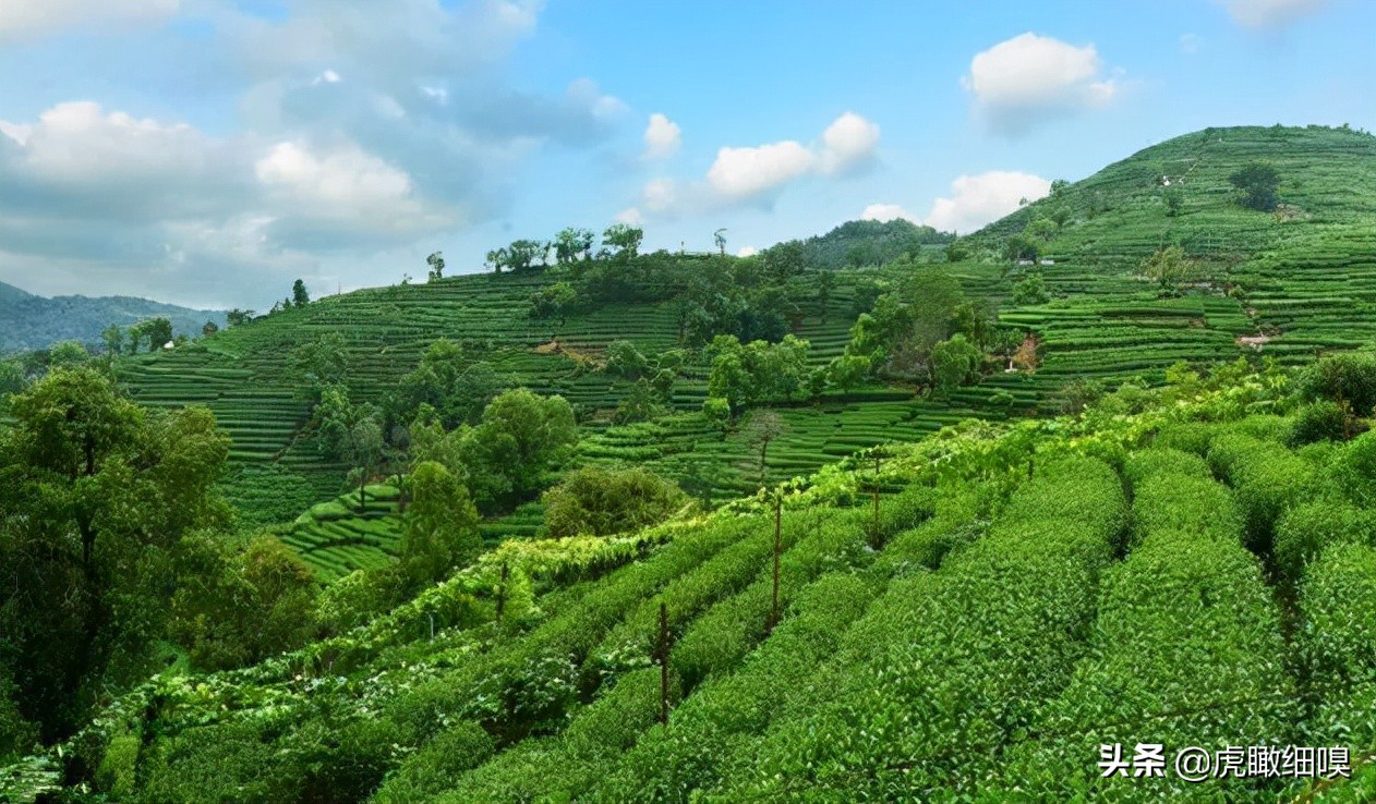 杭州最有名的茶旅,杭州盛产茶的地方有哪些