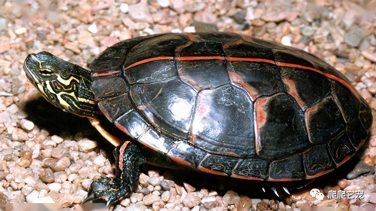 新手最适合养的几种龟,哪种龟最好养价格高