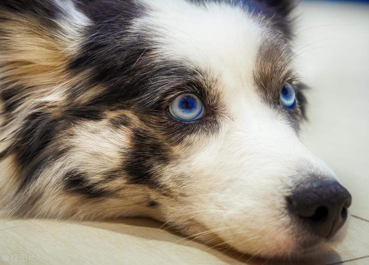 中型犬品种大全及图片,听话的中型犬品种大全