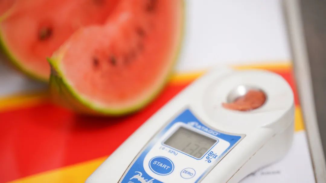 东平县旧县乡：巧打时间差玛丽西瓜抢“鲜”上市