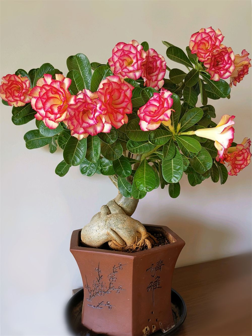 家养3种富贵花福气好运挡不住,七种富贵花图片