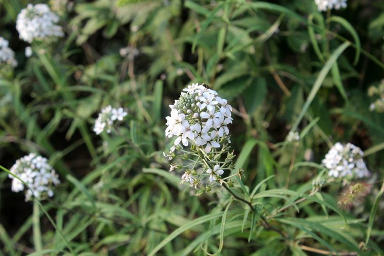 山东青州黄花溪景区图片,山东九寨沟黄花溪