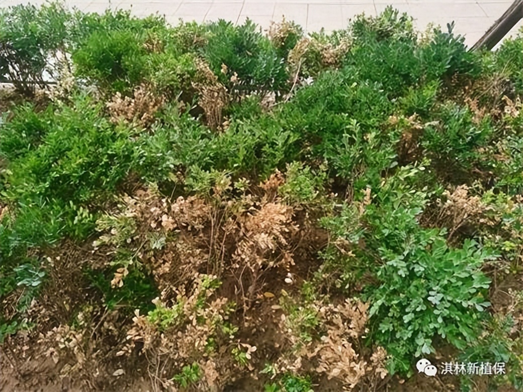 黄杨枝干白絮病,如何判断黄杨是根腐病