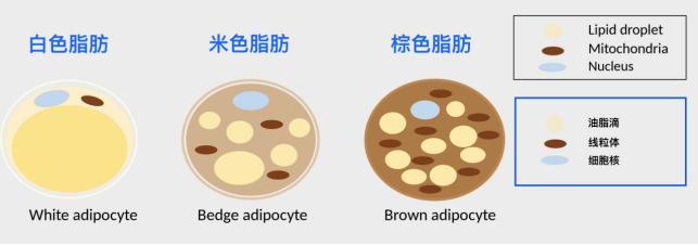 你是个成熟的脂肪细胞了,应该学会自己燃烧
