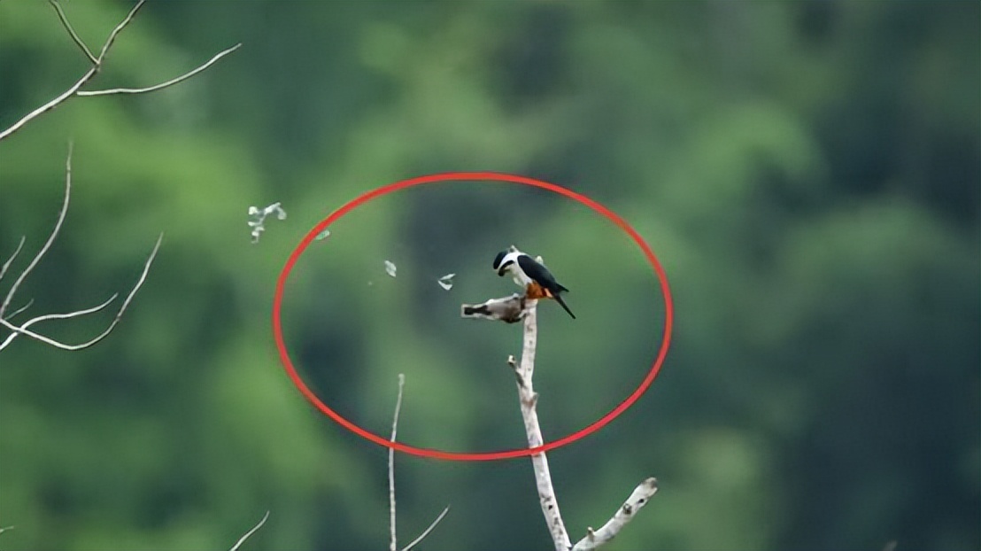 云南有红腿小隼吗,隼是不是最厉害的鸟